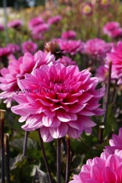 Decorative Dwarf Melody Fanfare Dahlia Melody Fanfare (x 35)