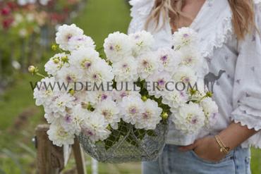 Ball Eveline Dahlia Eveline (x 35)