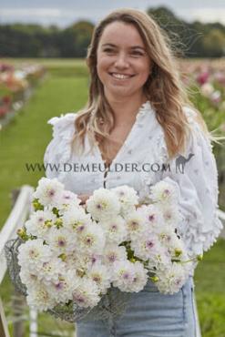 Ball Eveline Dahlia Eveline (x 35)