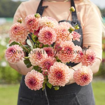 Decorative Small Flowered Sebastian Dahlia Sebastian (x 35)