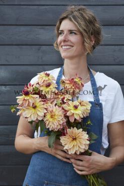 Decorative Small Flowered Happy Butterfly Dahlia Happy Butterfly (x 35)