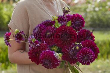 Decorative Small Flowered Diva Us Dahlia Diva Us (x 35)