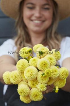 Pompon Buttercup Dahlia Buttercup (x 35)