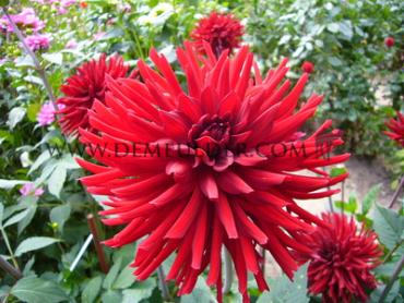 Cactus Of Semicactus Forrestal Dahlia Forrestal (x 35)