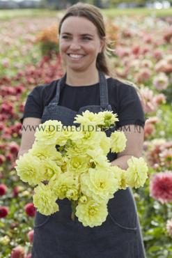 Waterlily Glory Of Heemstede Dahlia Glory Of Heemstede (x 35)