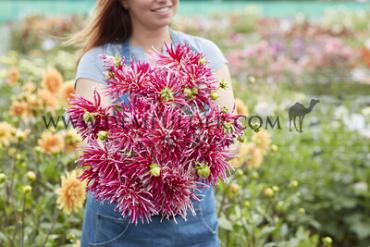 Cactus Of Semicactus Samourai Dahlia Samourai (x 35)
