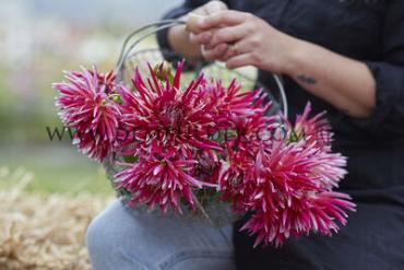 Cactus Of Semicactus Samourai Dahlia Samourai (x 35)