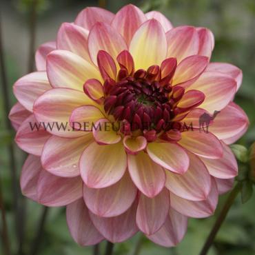 Decorative Dwarf Zingaro Dahlia Zingaro (x 35)