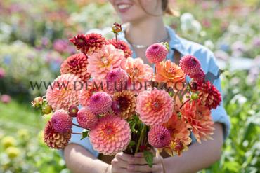 Ball Hillcrest Suffusion Dahlia Hillcrest Suffusion (x 35)