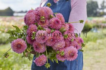 Ball Pink Suffusion Dahlia Pink Suffusion (x 35)