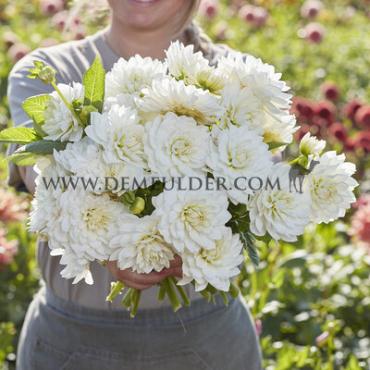 Decorative Medium Flowered White Swan Dahlia White Swan (x 35)