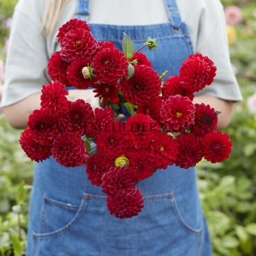 Ball Red Fox Dahlia Red Fox (x 35)