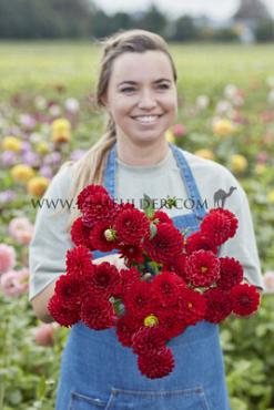 Ball Red Fox Dahlia Red Fox (x 35)