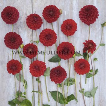 Ball Red Fox Dahlia Red Fox (x 35)