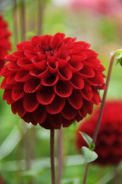 Ball Red Fox Dahlia Red Fox (x 35)