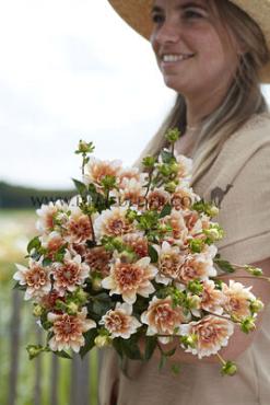 Waterlily Sam Hopkins Dahlia Sam Hopkins (x 35)