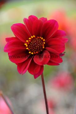 Peony Flowered Bishop Of Canterbury Dahlia Bishop Of Canterbury (x 35)