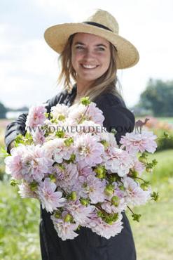 Decorative Small Flowered Sweet Nathalie Dahlia Sweet Nathalie (x 35)