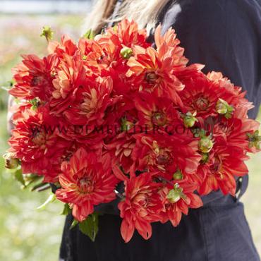 Decorative Small Flowered Karma Fiesta Dahlia Karma Fiesta (x 35)