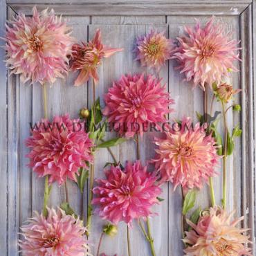 Decorative Dinnerplate Penhill Watermelon Dahlia Penhill Watermelon (x 35)