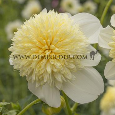 Anemone Flowered Platinum Blonde Dahlia Platinum Blonde (x 35)