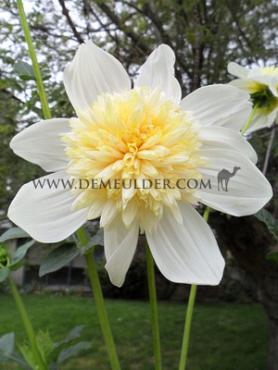 Anemone Flowered Platinum Blonde Dahlia Platinum Blonde (x 35)