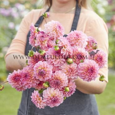 Decorative Small Flowered Esli Dahlia Esli (x 35)