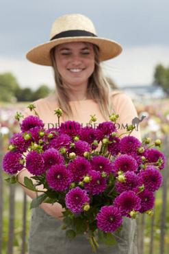 Ball Purple Fox Dahlia Purple Fox (x 35)