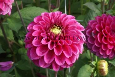 Ball Purple Fox Dahlia Purple Fox (x 35)