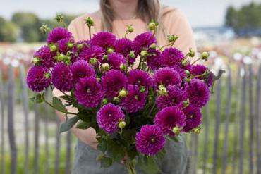 Ball Purple Fox Dahlia Purple Fox (x 35)