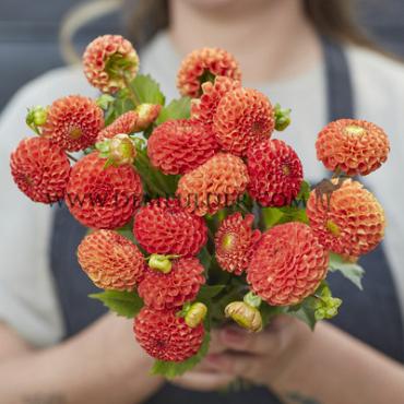 Pompon Bantling Dahlia Bantling (x 35)