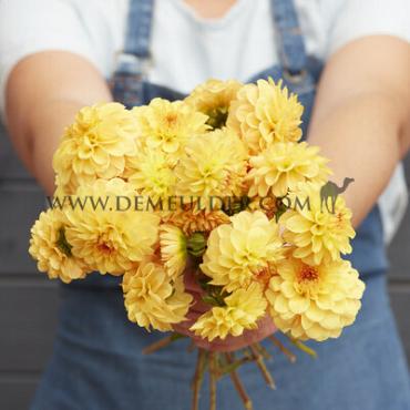 Ball Golden Scepter Dahlia Golden Scepter (x 35)