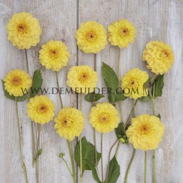 Ball Golden Scepter Dahlia Golden Scepter (x 35)