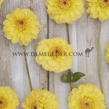 Ball Golden Scepter Dahlia Golden Scepter (x 35)