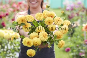 Ball Golden Scepter Dahlia Golden Scepter (x 35)
