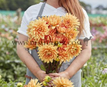 Decorative Small Flowered Noordwijks Glorie Dahlia Noordwijks Glorie (x 35)