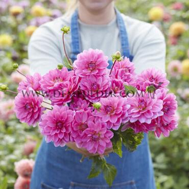 Waterlily Onesta Dahlia Onesta (x 35)