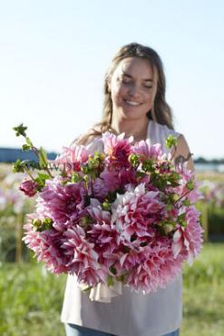 Decorative Dinnerplate Otto's Thrill Dahlia Otto's Thrill (x 35)