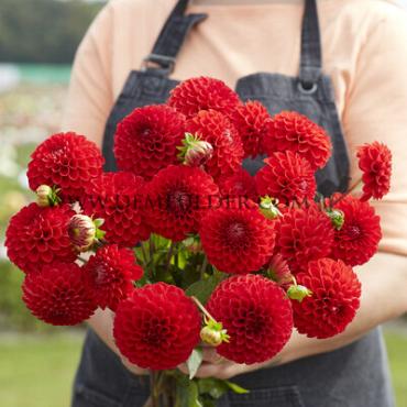 Ball Salsa Dahlia Salsa (x 35)