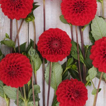 Ball Salsa Dahlia Salsa (x 35)