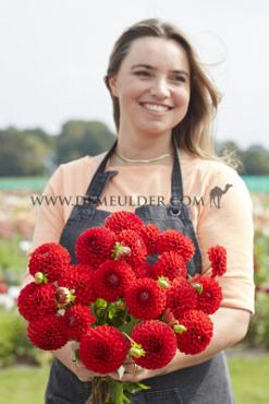 Ball Salsa Dahlia Salsa (x 35)