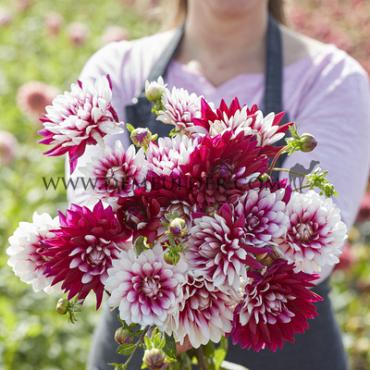 Decorative Small Flowered Rebecca's World Dahlia Rebecca's World (x 35)