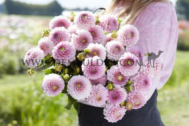 Ball Wizard Of Oz Dahlia Wizard Of Oz (x 35)