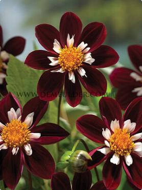 Collerette Mary Evelyn Dahlia Mary Evelyn (x 35)