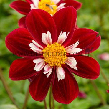 Collerette Mary Evelyn Dahlia Mary Evelyn (x 35)