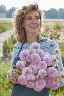 Ball Megan Dean Dahlia Megan Dean (x 35)