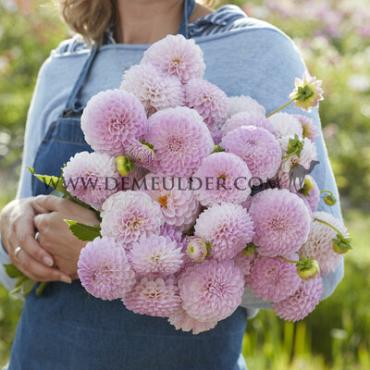 Ball Megan Dean Dahlia Megan Dean (x 35)