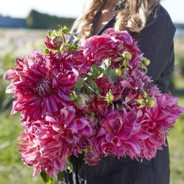 Decorative Dinnerplate Penhill Dark Monarch Dahlia Penhill Dark Monarch (x 35)