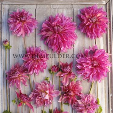 Decorative Dinnerplate Penhill Dark Monarch Dahlia Penhill Dark Monarch (x 35)