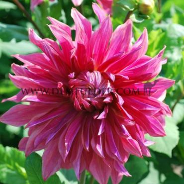 Decorative Dinnerplate Penhill Dark Monarch Dahlia Penhill Dark Monarch (x 35)